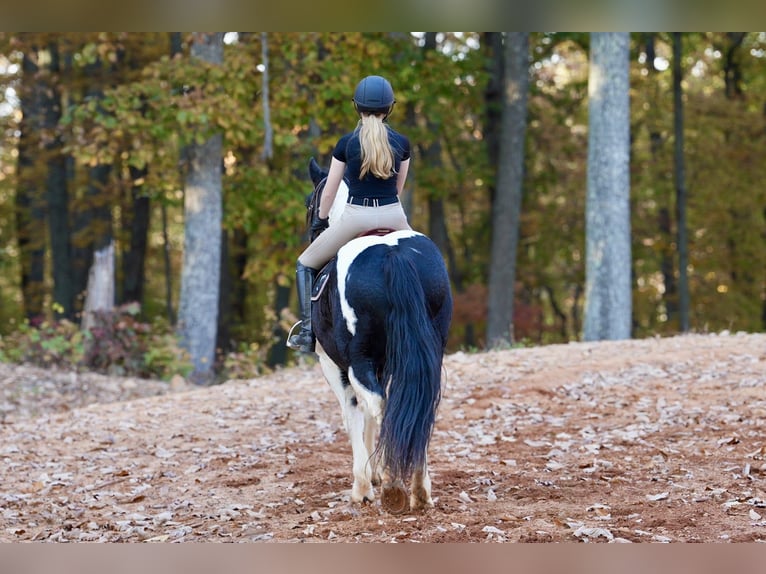 Fries paard Mix Ruin 6 Jaar Gevlekt-paard in Clover