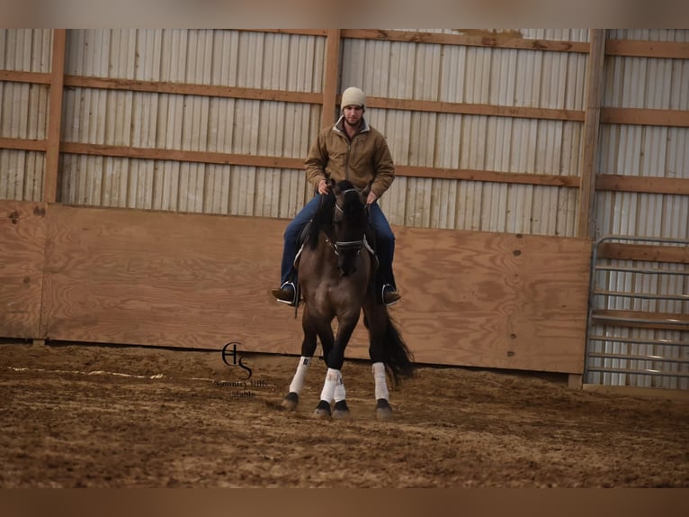 Fries paard Ruin 6 Jaar Grullo in Wallingford