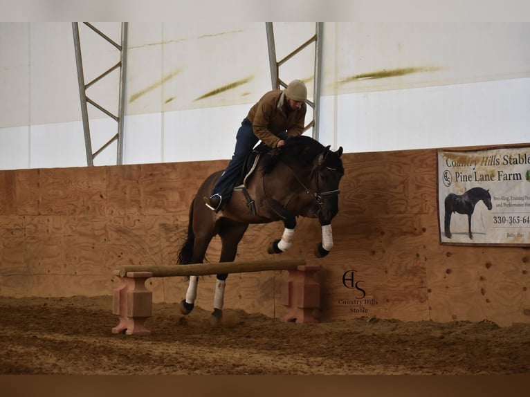 Fries paard Ruin 6 Jaar Grullo in Wallingford