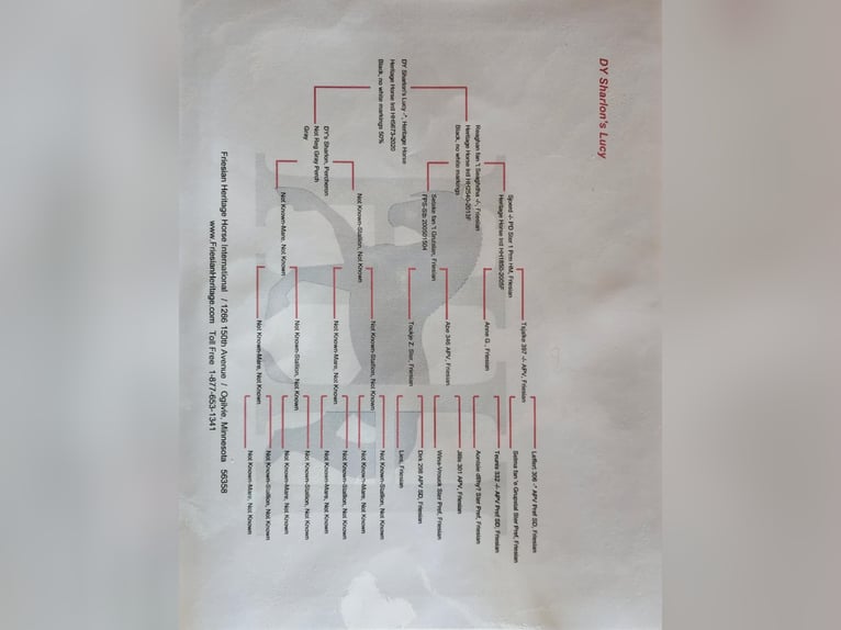 Fries paard Ruin 6 Jaar Schimmel in Fairbank IA