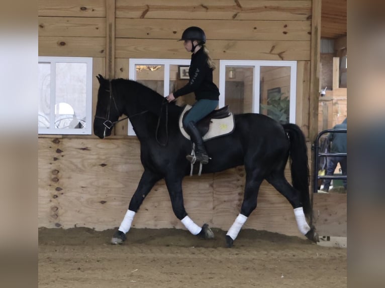 Fries paard Ruin 6 Jaar Zwart in Howell