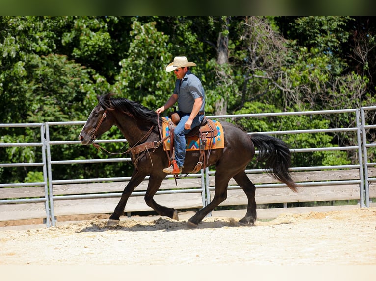 Fries paard Mix Ruin 6 Jaar Zwart in Santa Fe