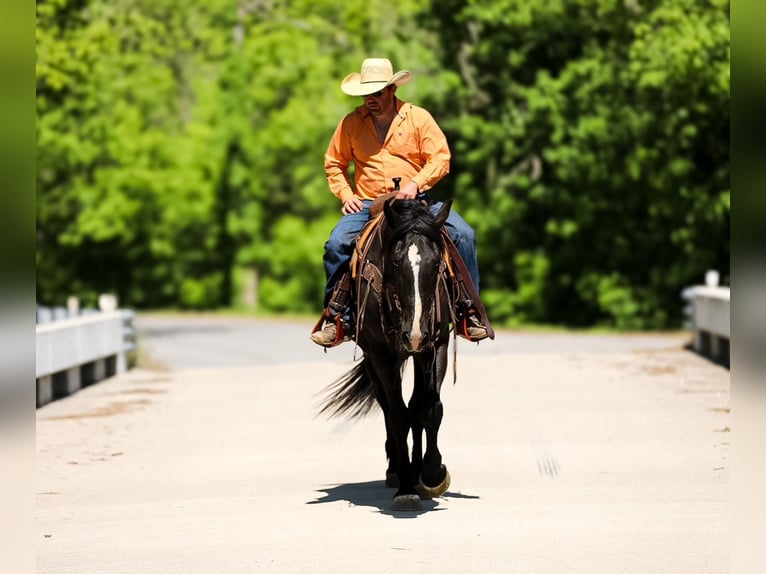 Fries paard Mix Ruin 6 Jaar Zwart in Santa Fe