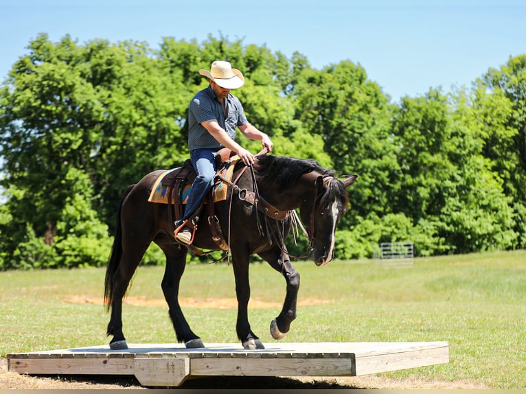 Fries paard Mix Ruin 6 Jaar Zwart in Santa Fe