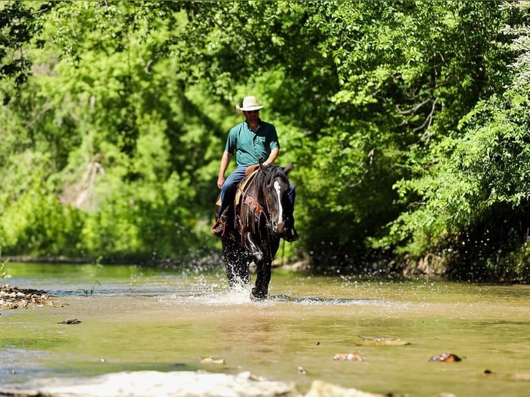 Fries paard Mix Ruin 6 Jaar Zwart in Santa Fe