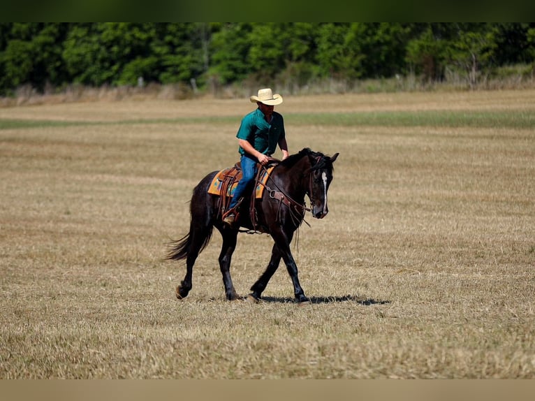 Fries paard Mix Ruin 6 Jaar Zwart in Santa Fe