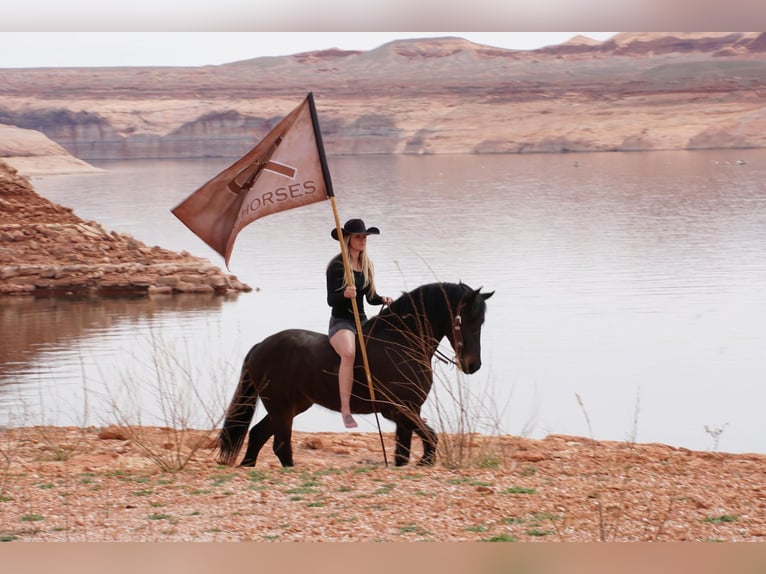 Fries paard Ruin 6 Jaar Zwart in MidWAY ut