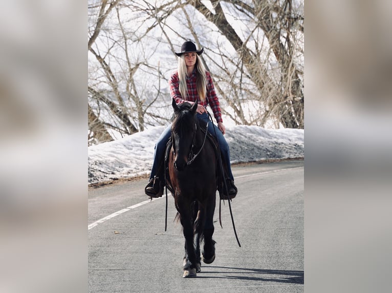 Fries paard Ruin 6 Jaar Zwart in MidWAY ut