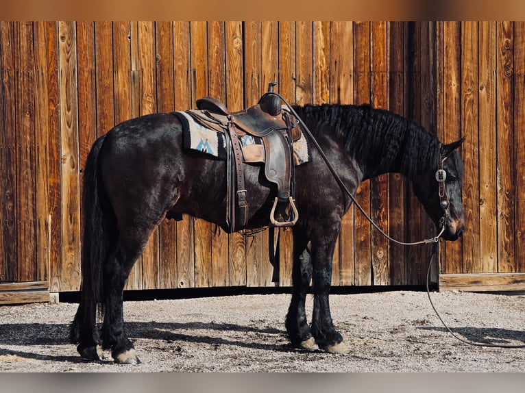 Fries paard Ruin 6 Jaar Zwart in MidWAY ut