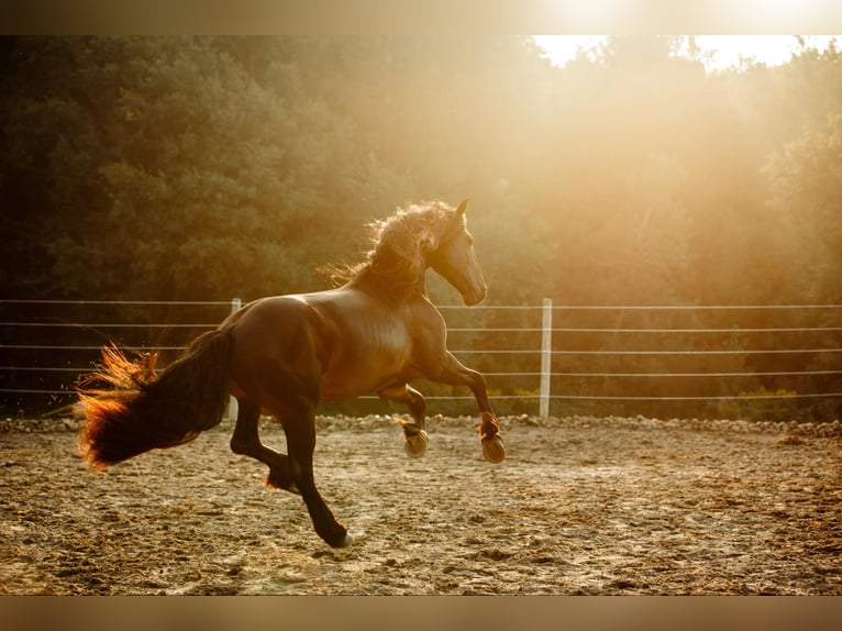 Fries paard Ruin 6 Jaar Zwart in Warsaw NY