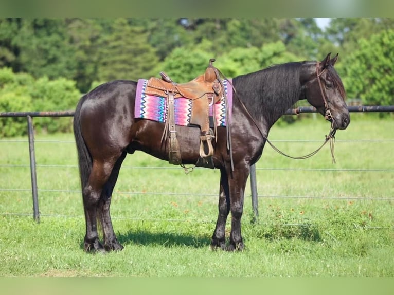 Fries paard Mix Ruin 6 Jaar Zwart in Huntsville, TX