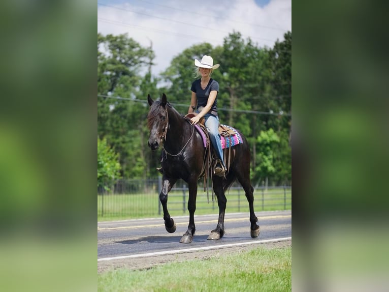 Fries paard Mix Ruin 6 Jaar Zwart in Huntsville, TX