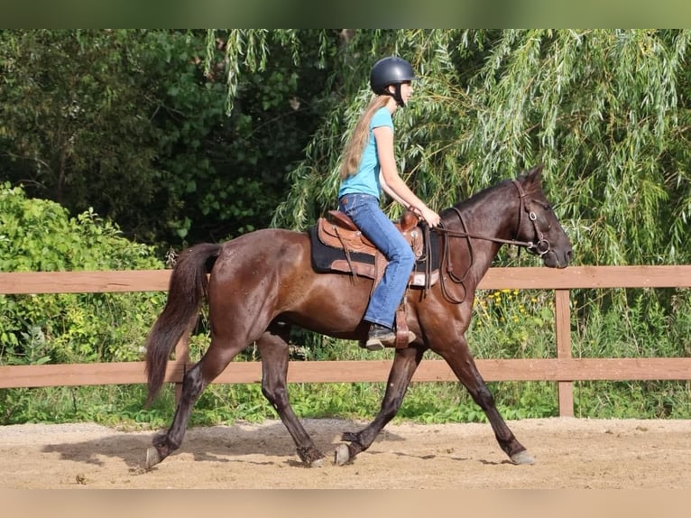 Fries paard Ruin 7 Jaar 142 cm Zwart in Howell MI