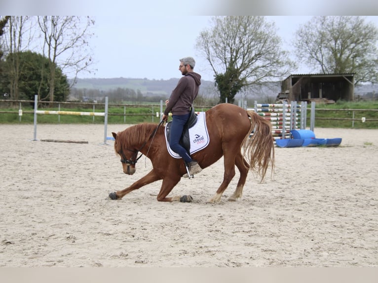 Fries paard Ruin 7 Jaar 147 cm Vos in Saint-guen