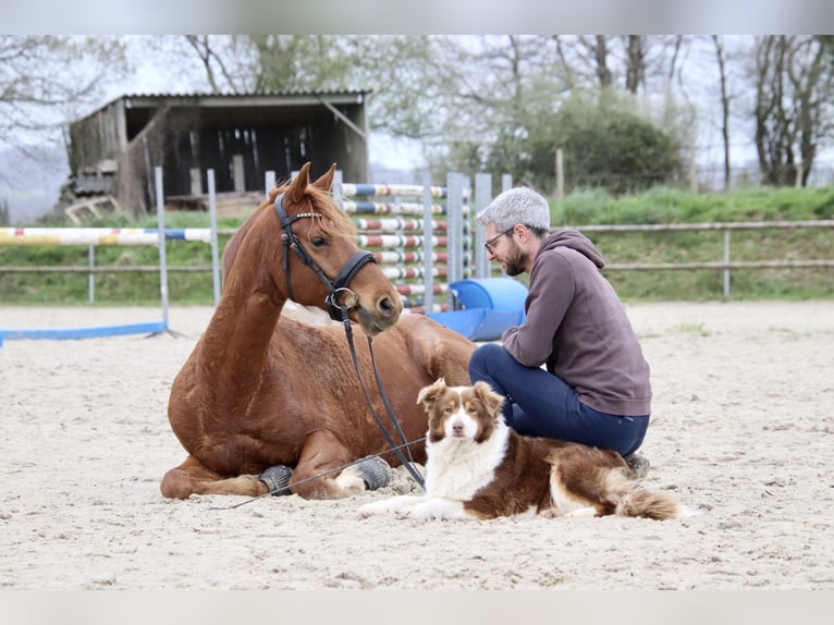 Fries paard Ruin 7 Jaar 147 cm Vos in Saint-guen