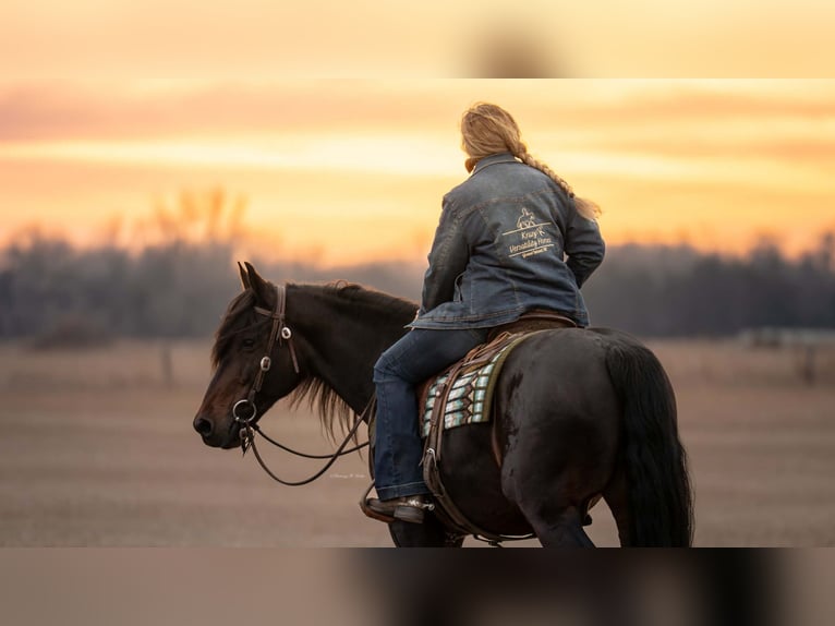 Fries paard Mix Ruin 7 Jaar 152 cm Donkerbruin in Grand Island