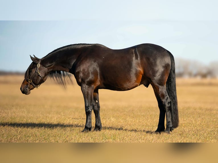 Fries paard Mix Ruin 7 Jaar 152 cm Donkerbruin in Grand Island