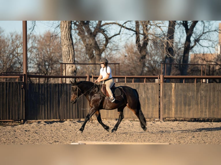 Fries paard Mix Ruin 7 Jaar 152 cm Donkerbruin in Grand Island