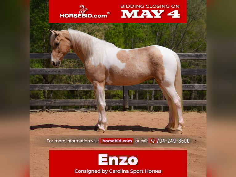 Fries paard Mix Ruin 7 Jaar 152 cm Palomino in Clover, SC