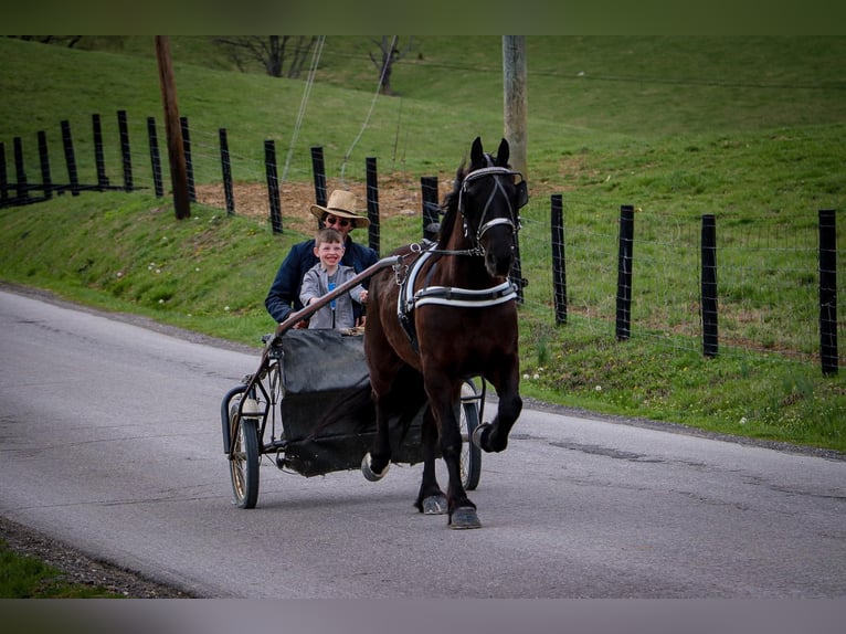 Fries paard Ruin 7 Jaar 152 cm Zwart in Hillsboro KY