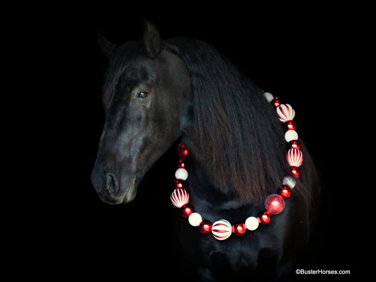 Fries paard Ruin 7 Jaar 152 cm Zwart in Stuart