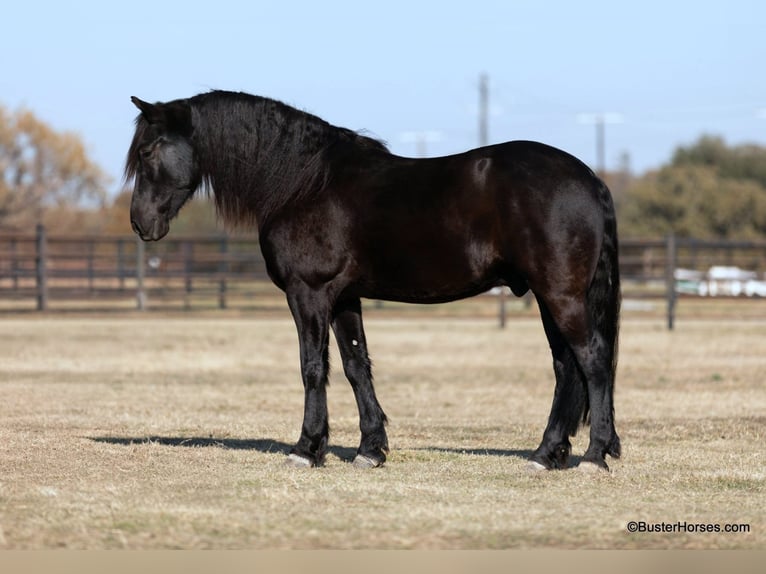 Fries paard Ruin 7 Jaar 152 cm Zwart in Stuart