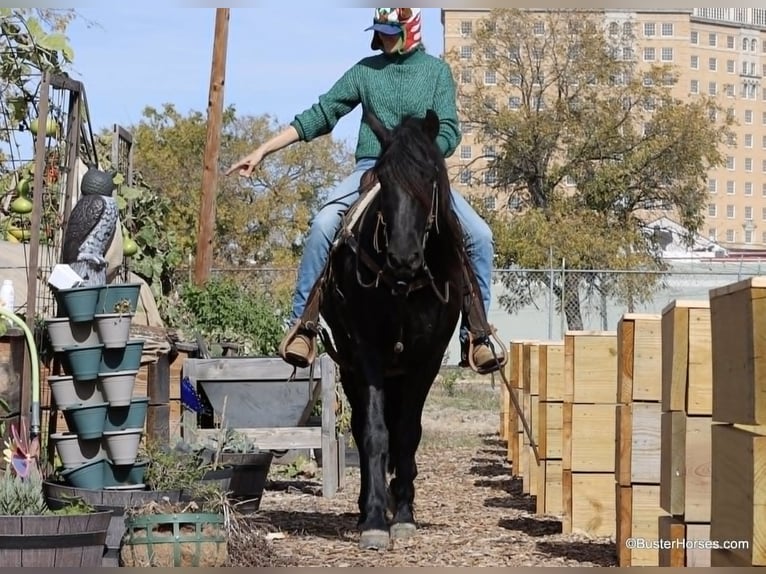 Fries paard Ruin 7 Jaar 152 cm Zwart in Stuart