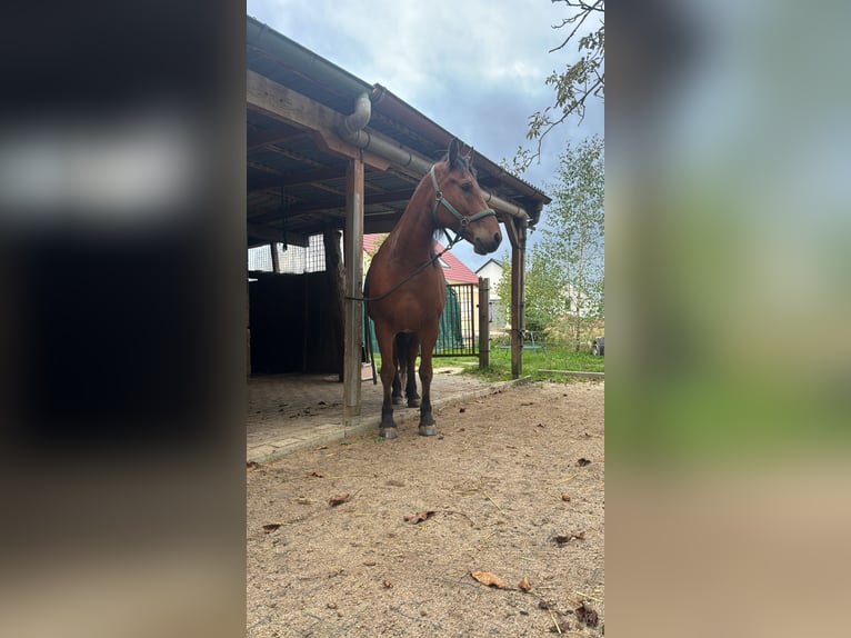 Fries paard Mix Ruin 7 Jaar 155 cm Bruin in Gundelsheim