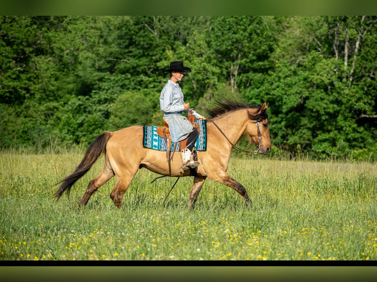 Fries paard Mix Ruin 7 Jaar 155 cm Falbe in Vincent