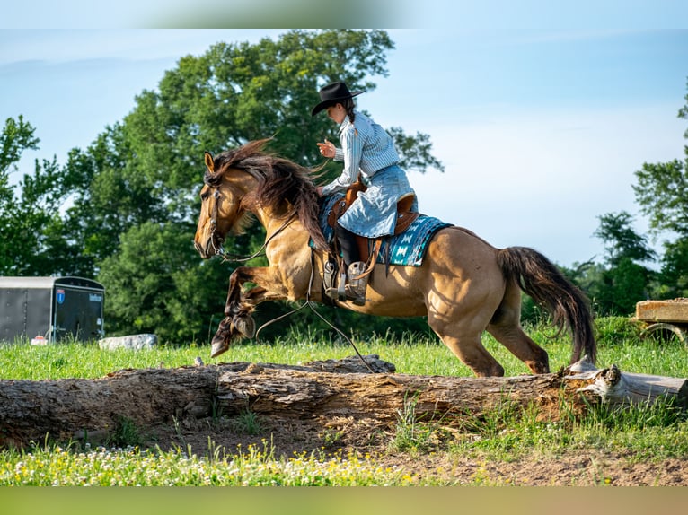 Fries paard Mix Ruin 7 Jaar 155 cm Falbe in Vincent