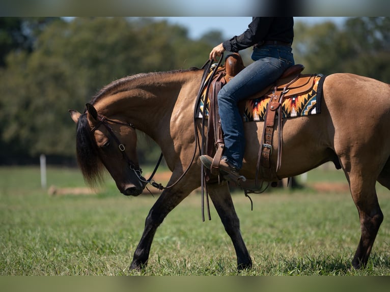 Fries paard Mix Ruin 7 Jaar 155 cm Falbe in Vincent