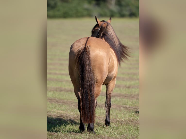 Fries paard Mix Ruin 7 Jaar 155 cm Falbe in Vincent