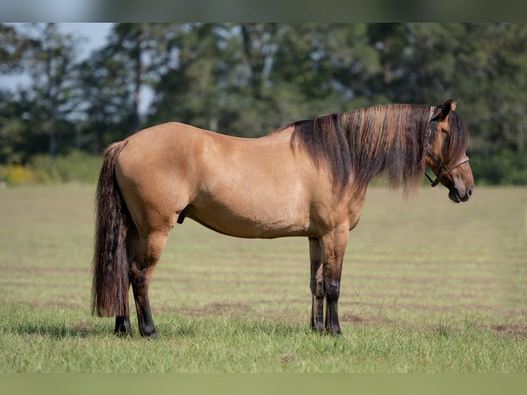 Fries paard Mix Ruin 7 Jaar 155 cm Falbe in Vincent