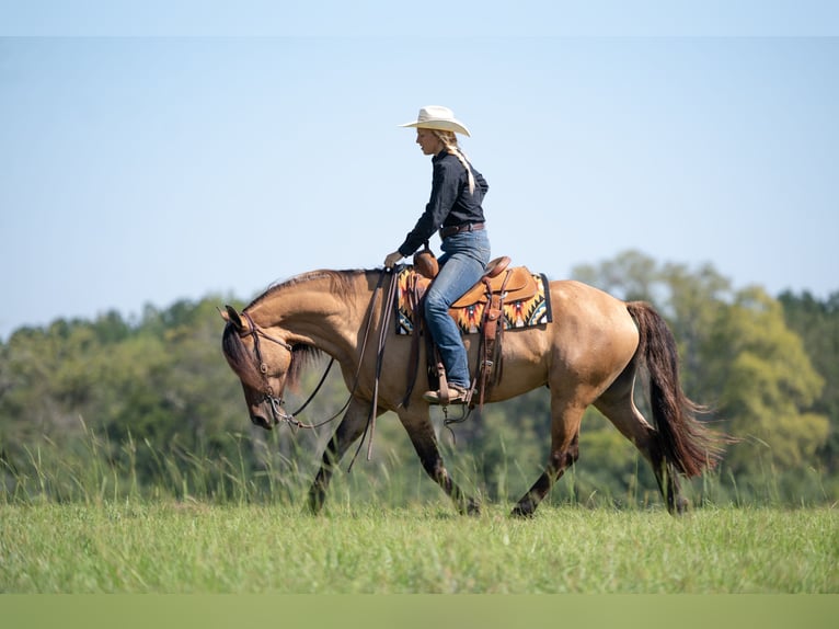 Fries paard Mix Ruin 7 Jaar 155 cm Falbe in Vincent