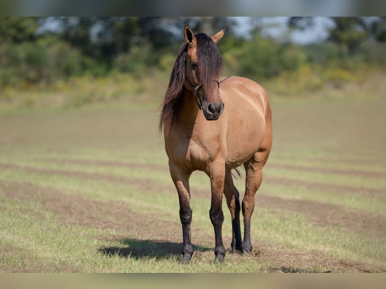 Fries paard Mix Ruin 7 Jaar 155 cm Falbe in Vincent