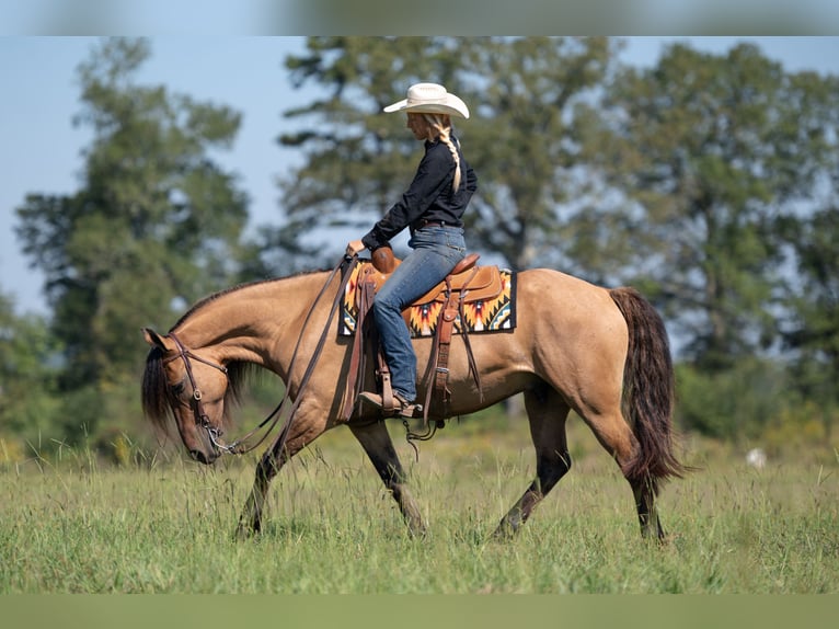 Fries paard Mix Ruin 7 Jaar 155 cm Falbe in Vincent