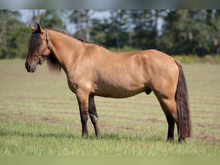 Fries paard Mix Ruin 7 Jaar 155 cm Falbe in Vincent