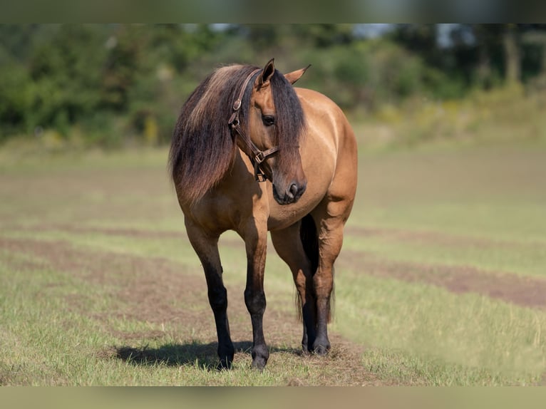 Fries paard Mix Ruin 7 Jaar 155 cm Falbe in Vincent