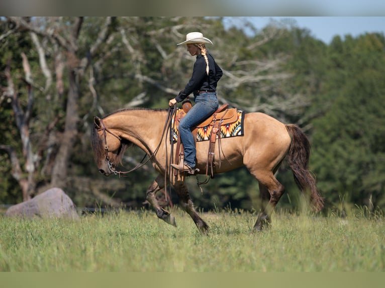 Fries paard Mix Ruin 7 Jaar 155 cm Falbe in Vincent