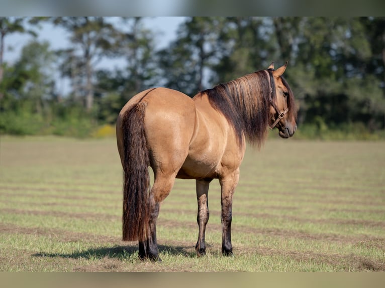 Fries paard Mix Ruin 7 Jaar 155 cm Falbe in Vincent