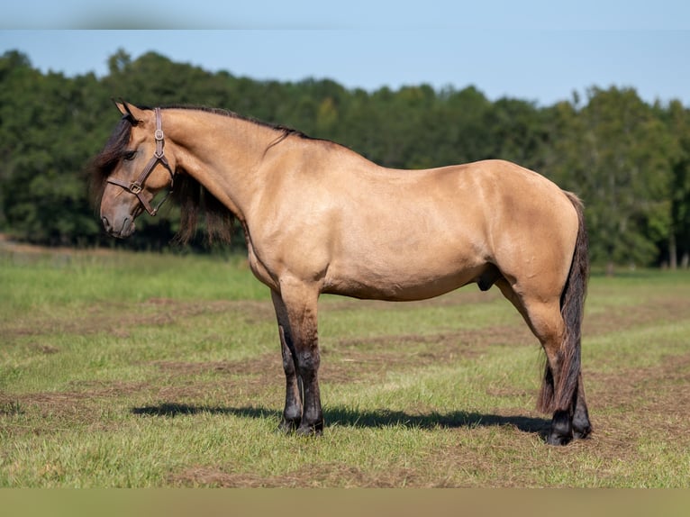 Fries paard Mix Ruin 7 Jaar 155 cm Falbe in Vincent