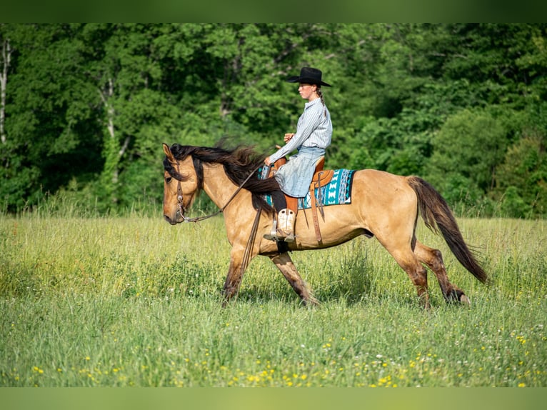 Fries paard Mix Ruin 7 Jaar 155 cm Falbe in Vincent