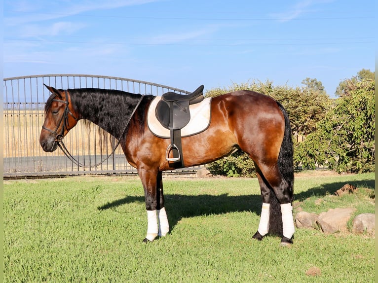 Fries paard Ruin 7 Jaar 155 cm Roodbruin in Pleasant Grove CA