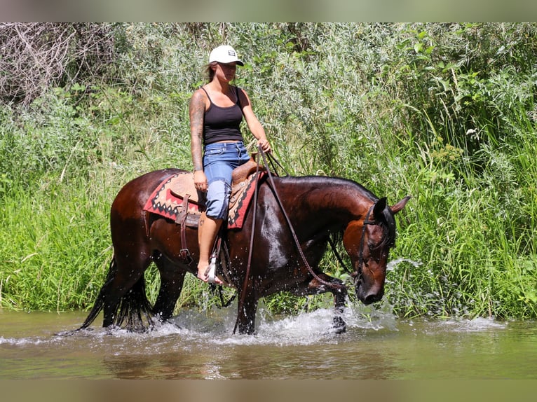 Fries paard Ruin 7 Jaar 155 cm Roodbruin in Pleasant Grove CA