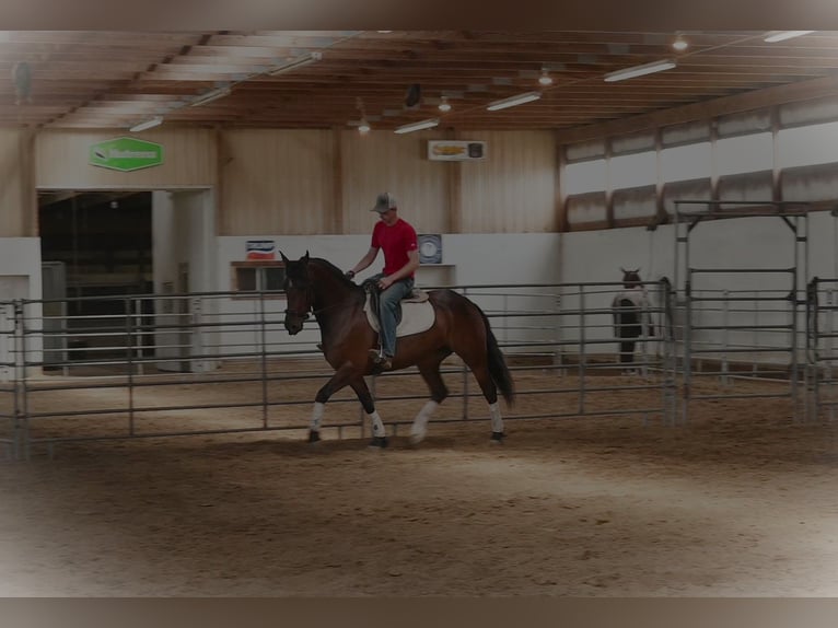 Fries paard Ruin 7 Jaar 155 cm Roodbruin in Sturgis MI