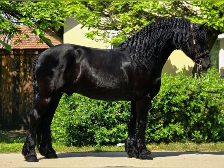 Fries paard Mix Ruin 7 Jaar 155 cm Zwart in Neu Gaarz