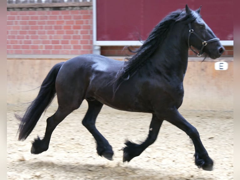 Fries paard Ruin 7 Jaar 156 cm Zwart in Dorsten