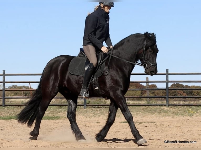 Fries paard Ruin 7 Jaar 157 cm Zwart in Weatherford TX