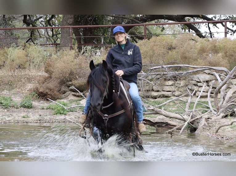 Fries paard Ruin 7 Jaar 157 cm Zwart in Weatherford TX