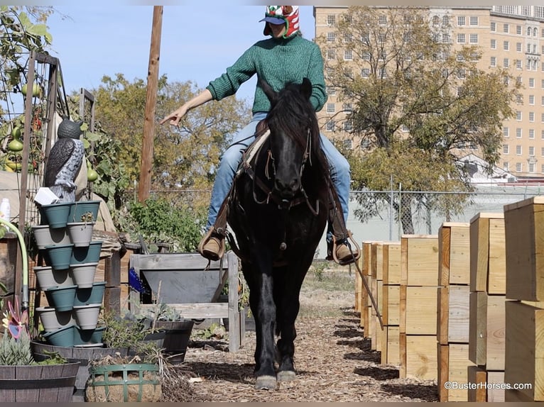 Fries paard Ruin 7 Jaar 157 cm Zwart in Weatherford TX